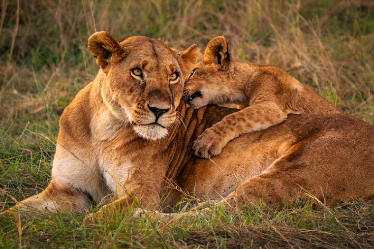 036 Masai Mara.jpg